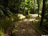 Bosque Estatal de Toro Negro - OROCOVIS, JAYUYA, JUANA DÍAZ